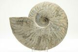 Silver Iridescent Ammonite (Cleoniceras) Fossil - Madagascar #219584-1